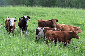 Image showing cattle graze on pasture