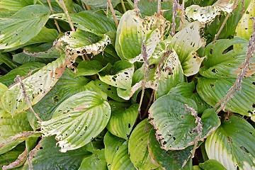 Image showing Texture of green leaves of Hosta 