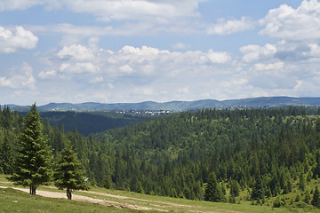 Image showing Forest landscape