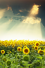 Image showing field of sunflowers