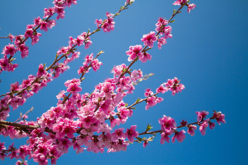 Image showing Blossoming peach close-up