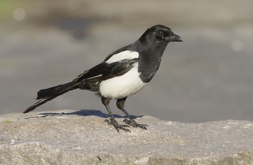 Image showing Magpie.