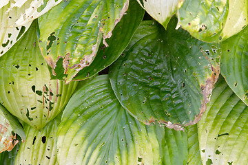 Image showing Texture of green leaves of Hosta 