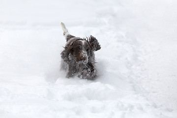 Image showing english cocker spaniel dog playing in fresh snow