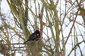 Image showing male of Common black bird in winter