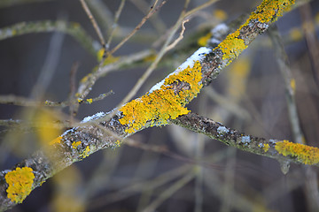 Image showing Yellow parasitic fungus on twig in winter