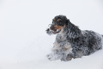 Image showing english cocker spaniel dog playing in fresh snow