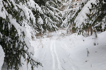 Image showing A serene winter landscape with trees covered in snow