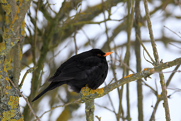 Image showing male of Common black bird in winter