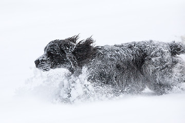 Image showing english cocker spaniel dog playing in fresh snow