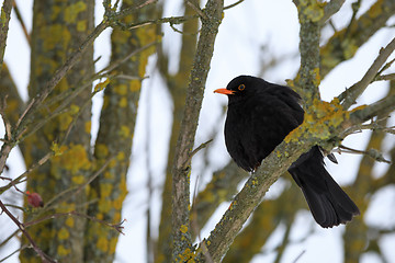 Image showing male of Common black bird in winter