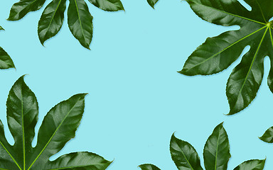 Image showing green leaves on blue background