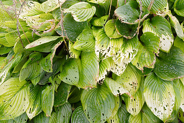 Image showing Texture of green leaves of Hosta 