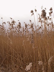 Image showing reed