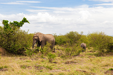 Image showing elephant with baby or calf in savannah at africa