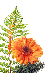 Image showing Flower Gerbera