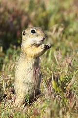 Image showing european ground squirrel closeup