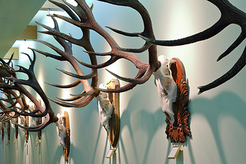 Image showing collection of wall mounted red deer hunting trophies