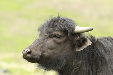 Image showing portrait of juvenile domestic  black buffalo
