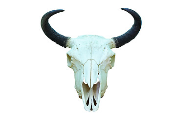 Image showing european bison isolated skull