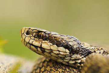 Image showing macro image of hungarian meadow viper head