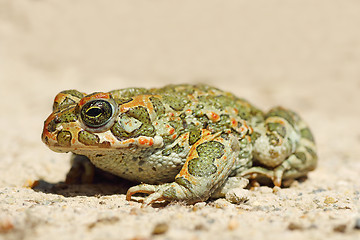 Image showing full length image of young green common toad