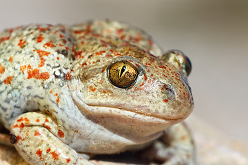 Image showing portrait of Pelobates fuscus