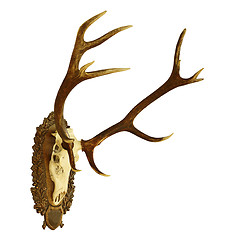 Image showing large isolated  red deer hunting trophy