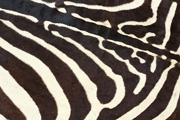 Image showing texture of wild zebra natural pelt