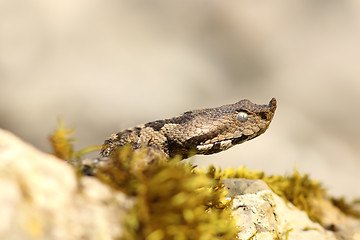 Image showing nose horned viper closeup of headnose horned viper closeup of head