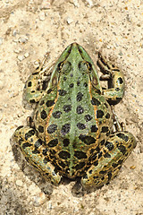 Image showing full length image of colorful marsh frog