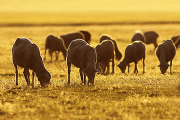 Image showing sheep herd in sunrise orange light