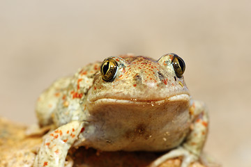 Image showing portrait of cute garlic toad