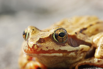 Image showing portrait of wild Rana temporaria