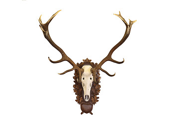 Image showing beautiful Cervus elaphus hunting trophy on white