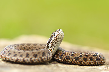 Image showing young meadow viper ready to bite