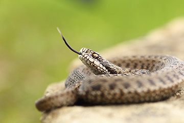 Image showing aggressive hungarian meadow viper
