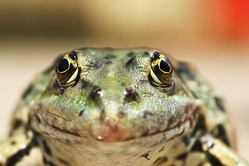 Image showing macro portrait of Pelophylax ridibundus