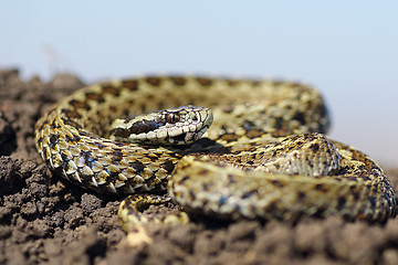 Image showing male meadow viper basking on ground