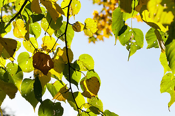 Image showing linden tree in autumn