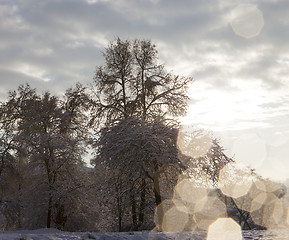 Image showing trees in the forest in winter