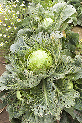 Image showing field with green cabbage