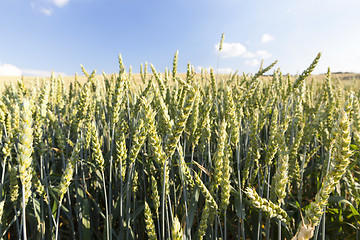 Image showing agriculture, unripe wheat