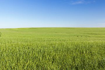 Image showing Field with cereal