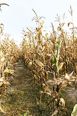 Image showing agricultural field with corn