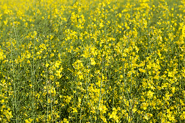 Image showing yellow flower rape