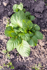 Image showing green potato leaves