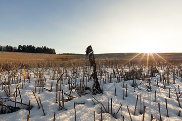 Image showing field covered with snow