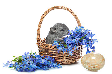 Image showing Chinchilla in basket