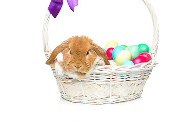 Image showing Beautiful domestic rabbit in basket with eggs